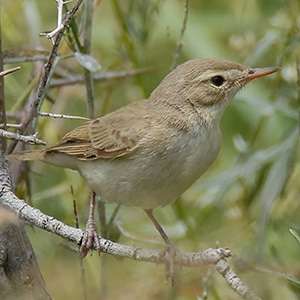 Sykes's Warbler